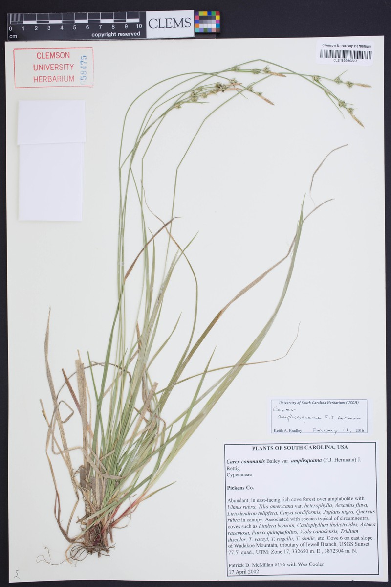 Carex communis var. amplisquama photo 5
