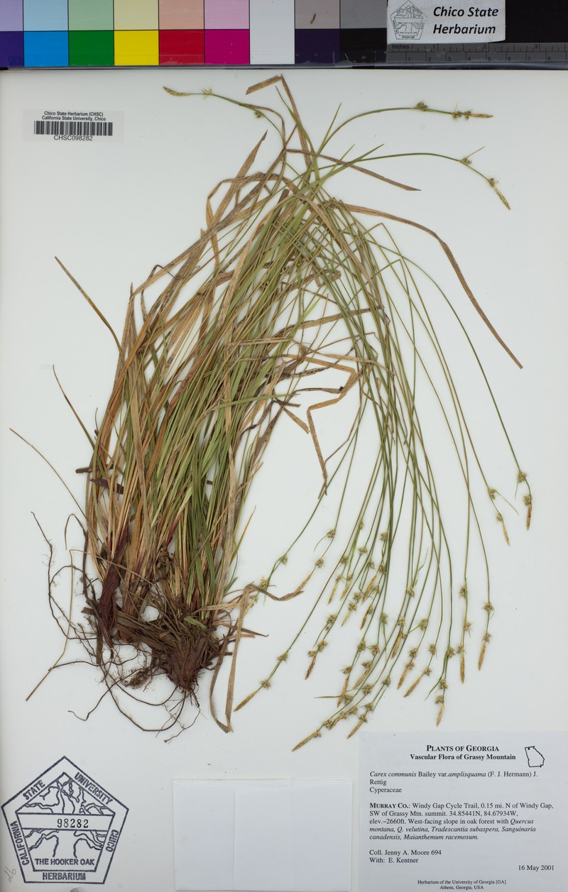 Carex communis var. amplisquama photo 6