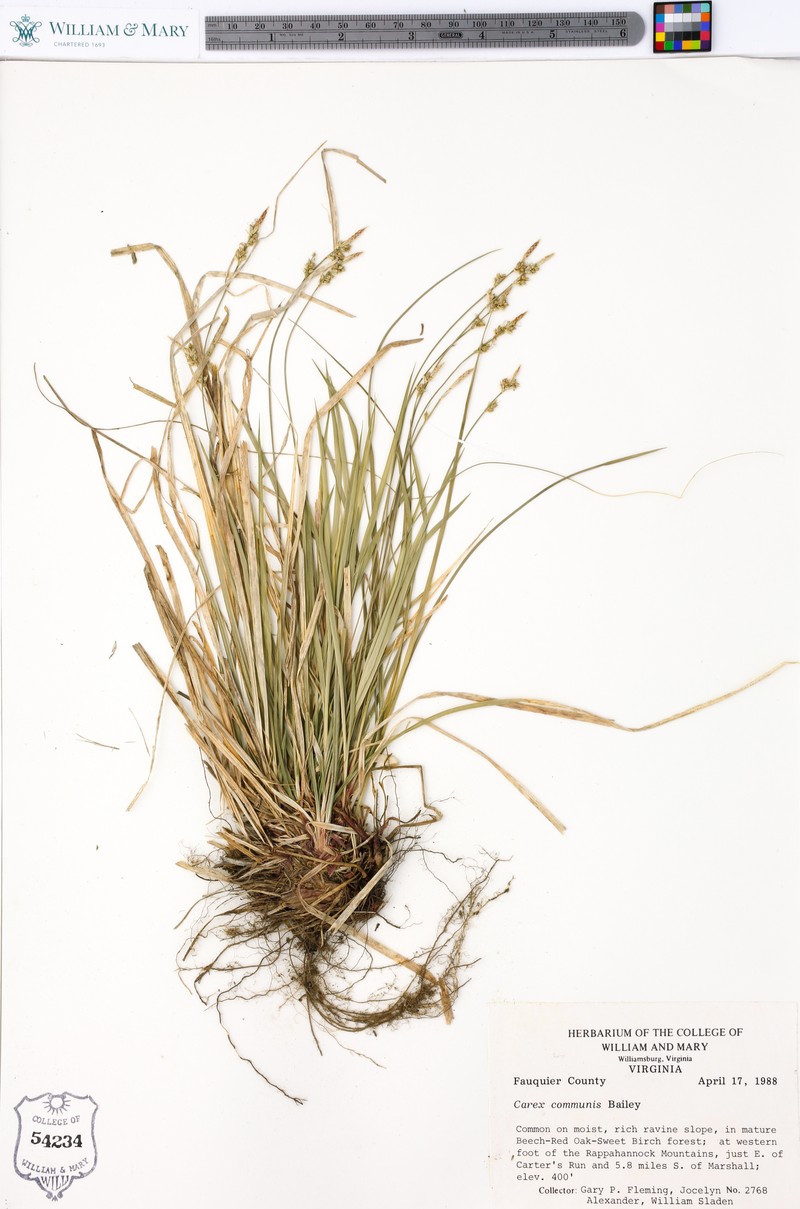 Carex communis var. amplisquama photo 7