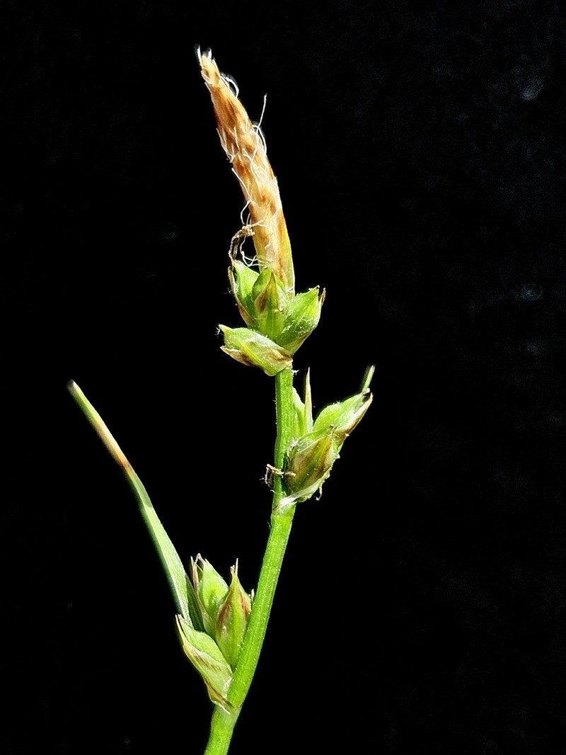 Carex communis var. communis