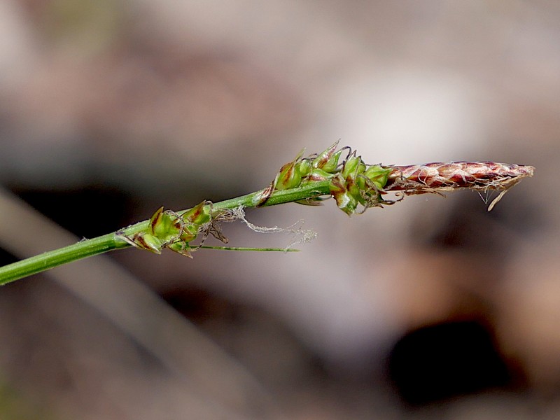 Carex communis var. communis photo 2