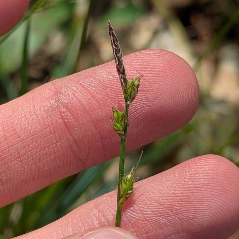Carex communis var. communis photo 3