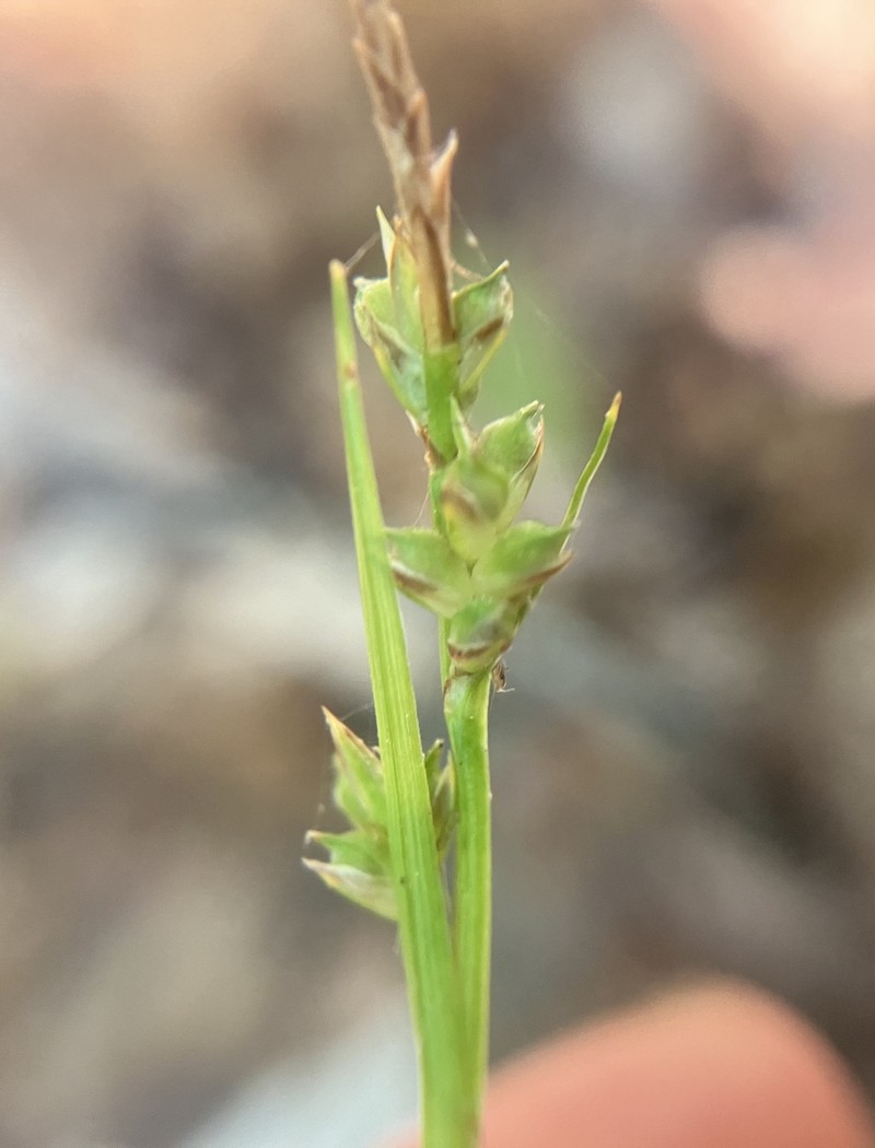 Carex communis var. communis photo 4