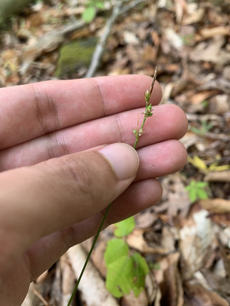 Carex communis var. communis photo 5