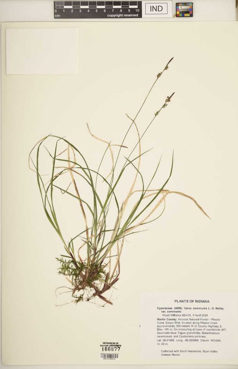 Carex communis var. communis photo 6