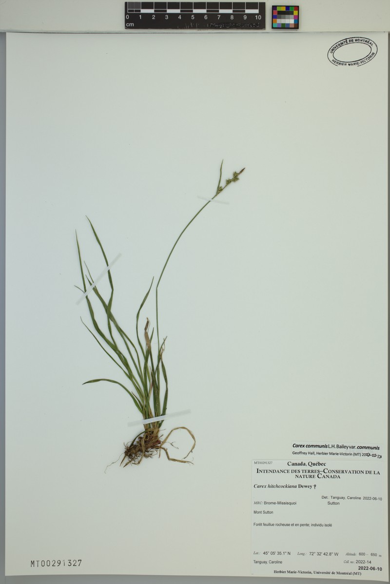 Carex communis var. communis photo 7