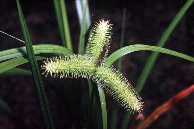 Longhair Sedge