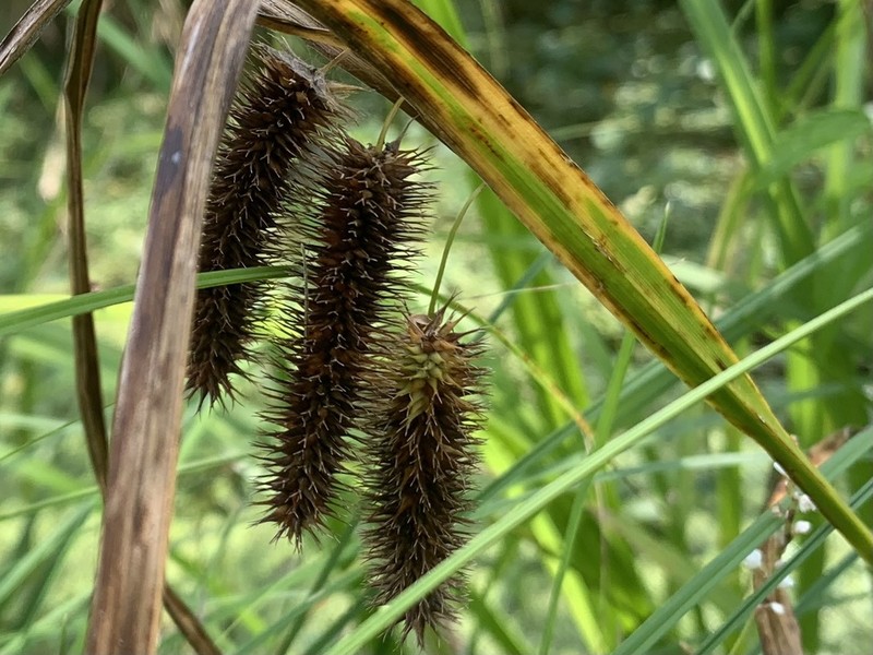 Longhair Sedge photo 4