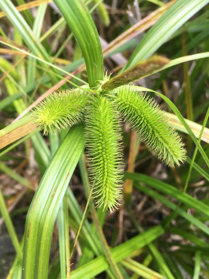 Longhair Sedge photo 5