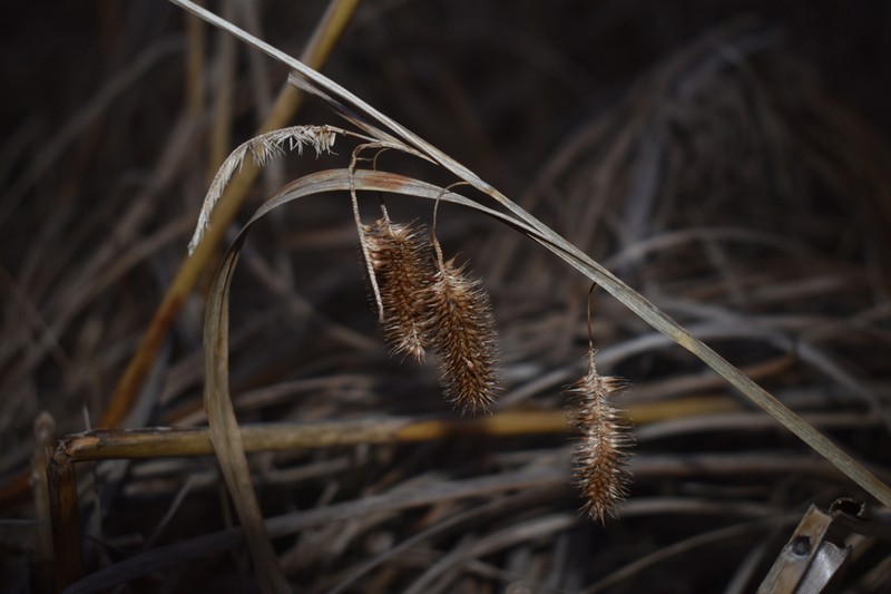 Longhair Sedge photo 6