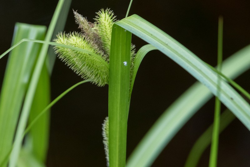 Longhair Sedge photo 7