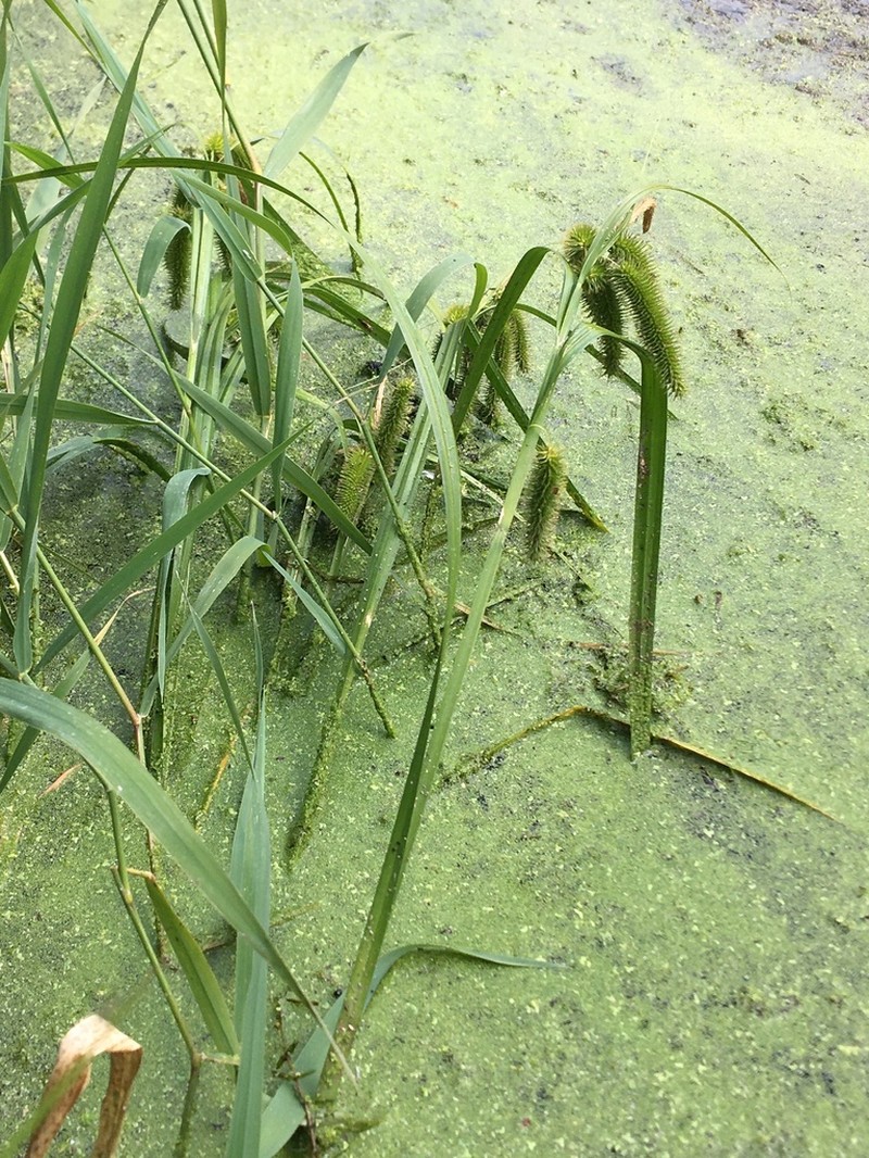 Longhair Sedge photo 8
