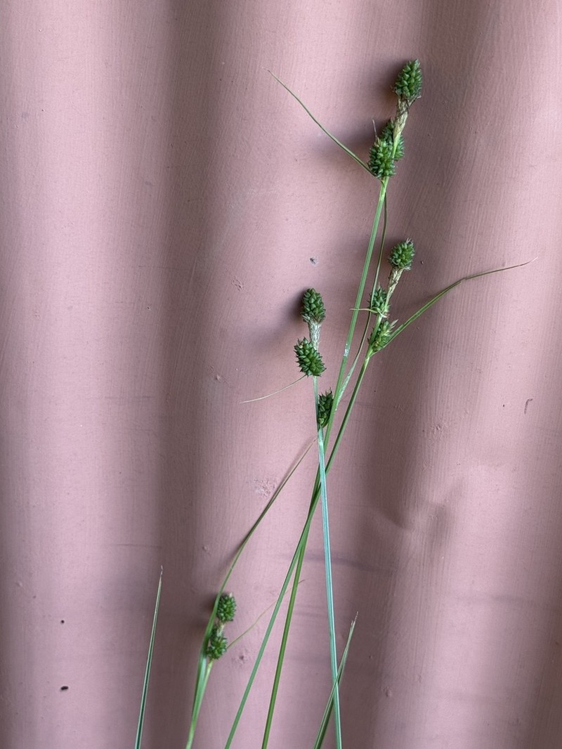 Hirsute Sedge