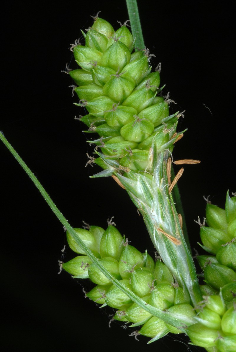 Hirsute Sedge photo 2
