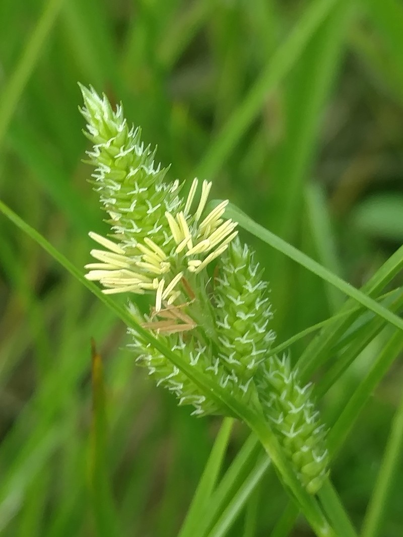 Hirsute Sedge photo 3