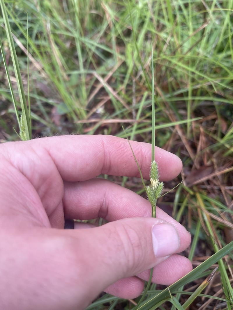 Hirsute Sedge photo 4