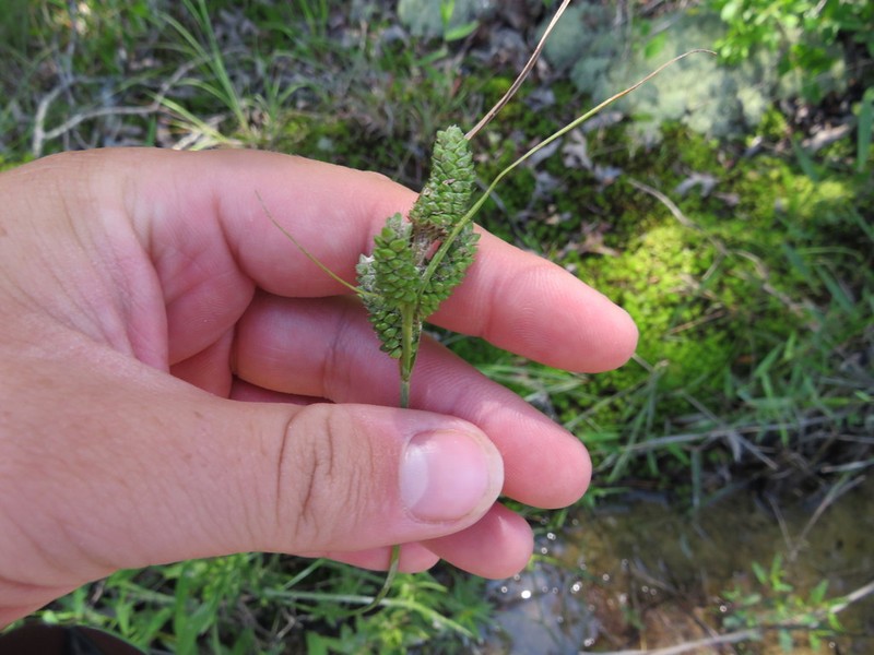 Hirsute Sedge photo 5