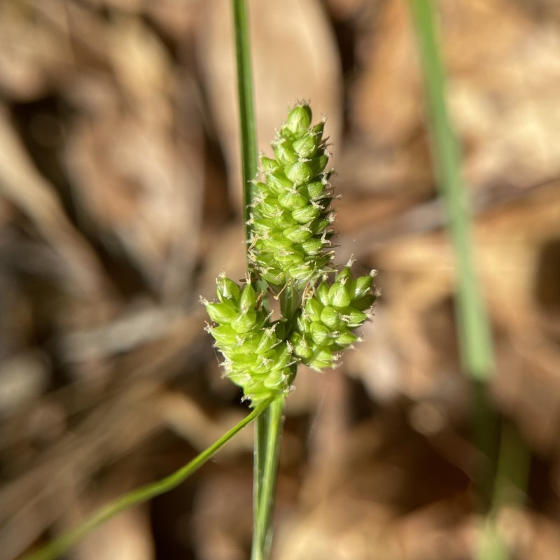 Hirsute Sedge photo 6