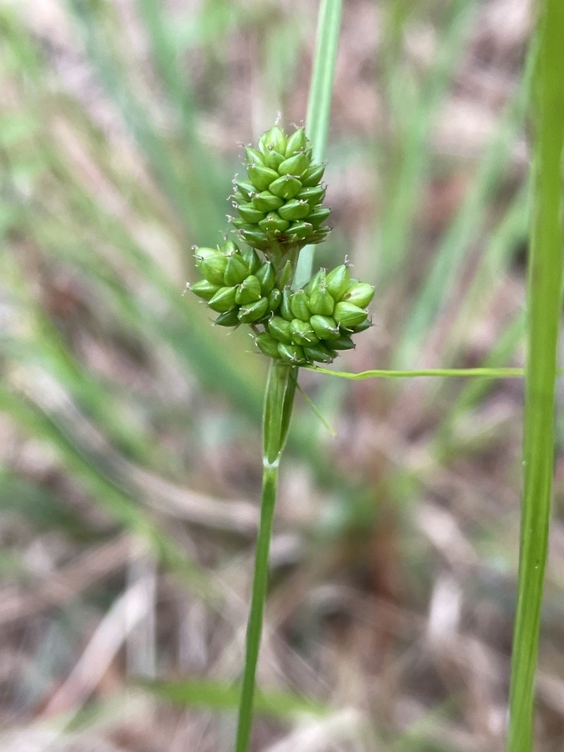 Hirsute Sedge photo 7