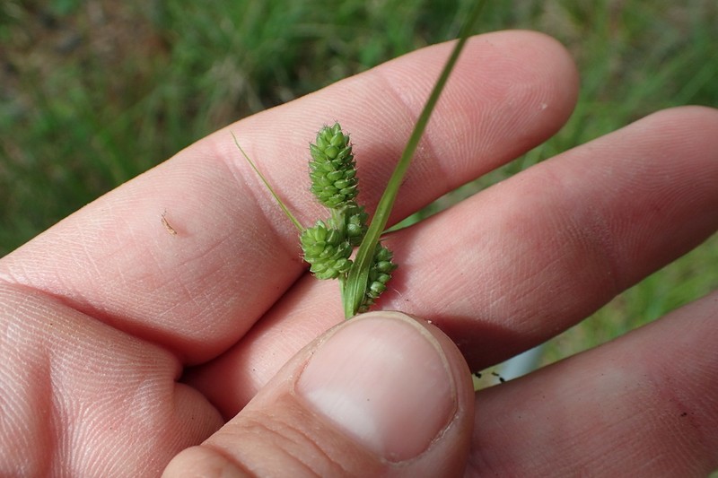 Hirsute Sedge photo 8
