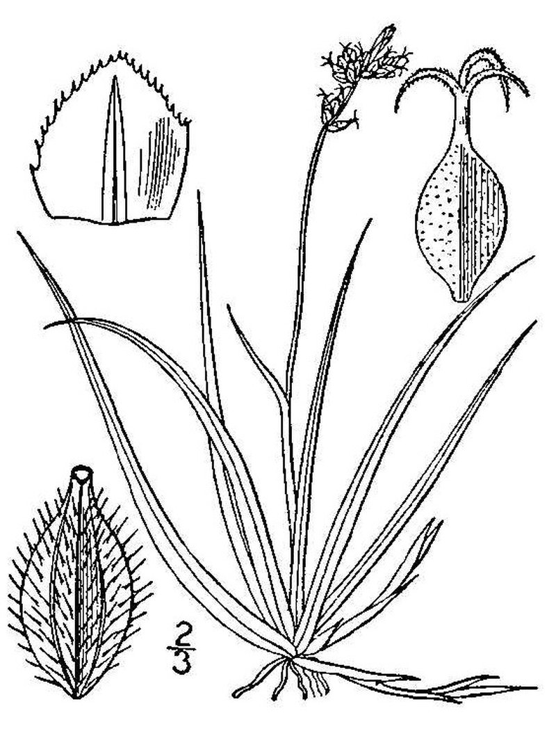 Low Northern Sedge