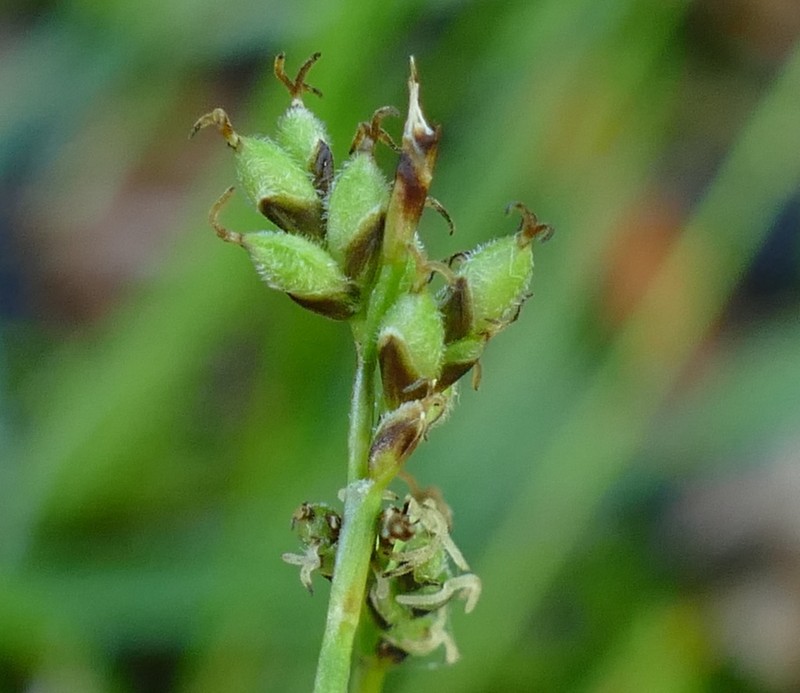Low Northern Sedge photo 3