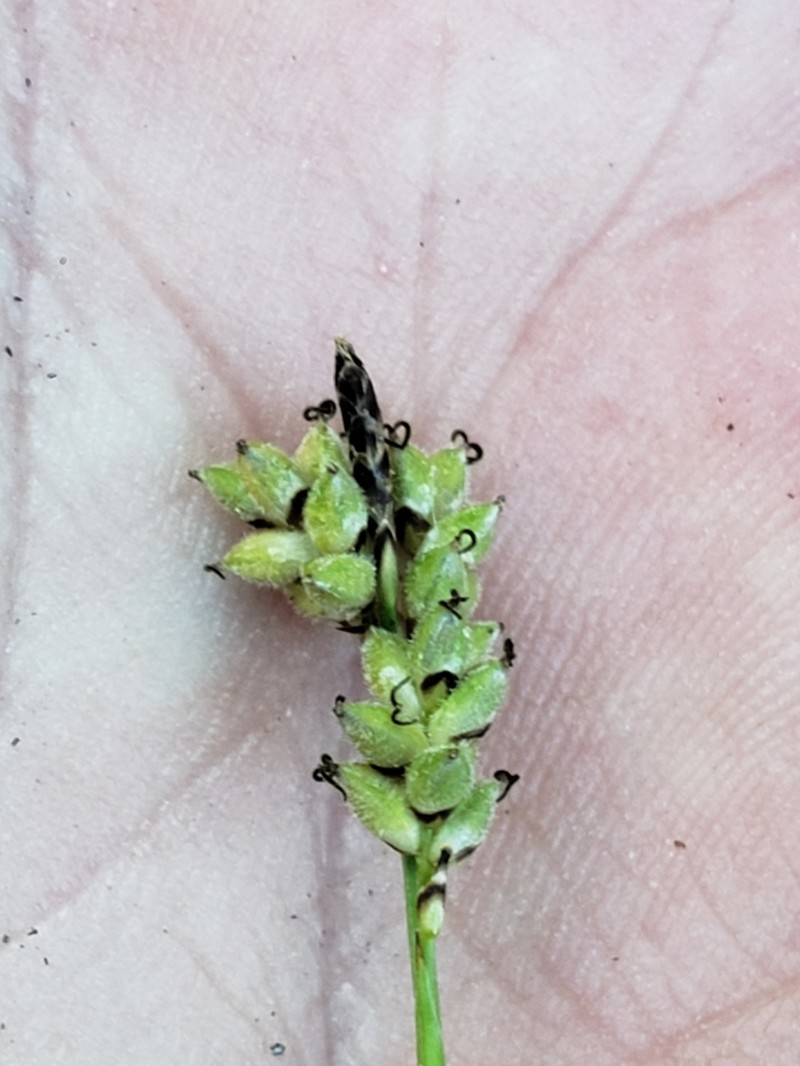Low Northern Sedge photo 4