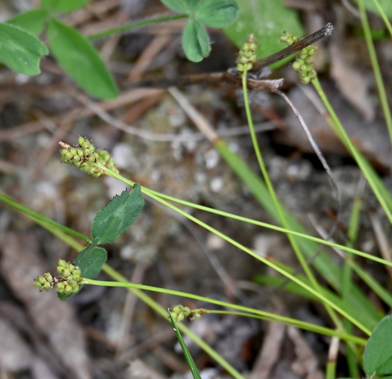 Low Northern Sedge photo 5