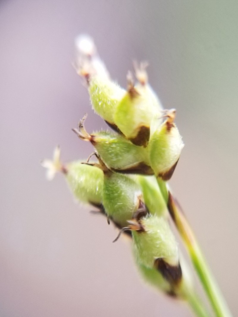 Low Northern Sedge photo 6