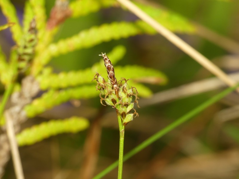 Low Northern Sedge photo 7