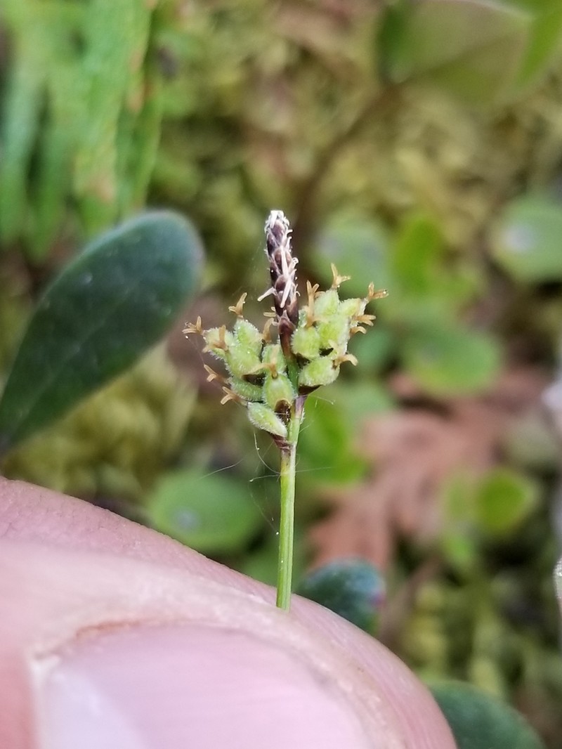 Low Northern Sedge photo 8