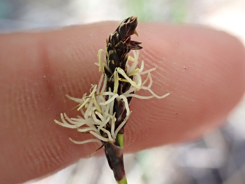 Northwestern Sedge photo 5