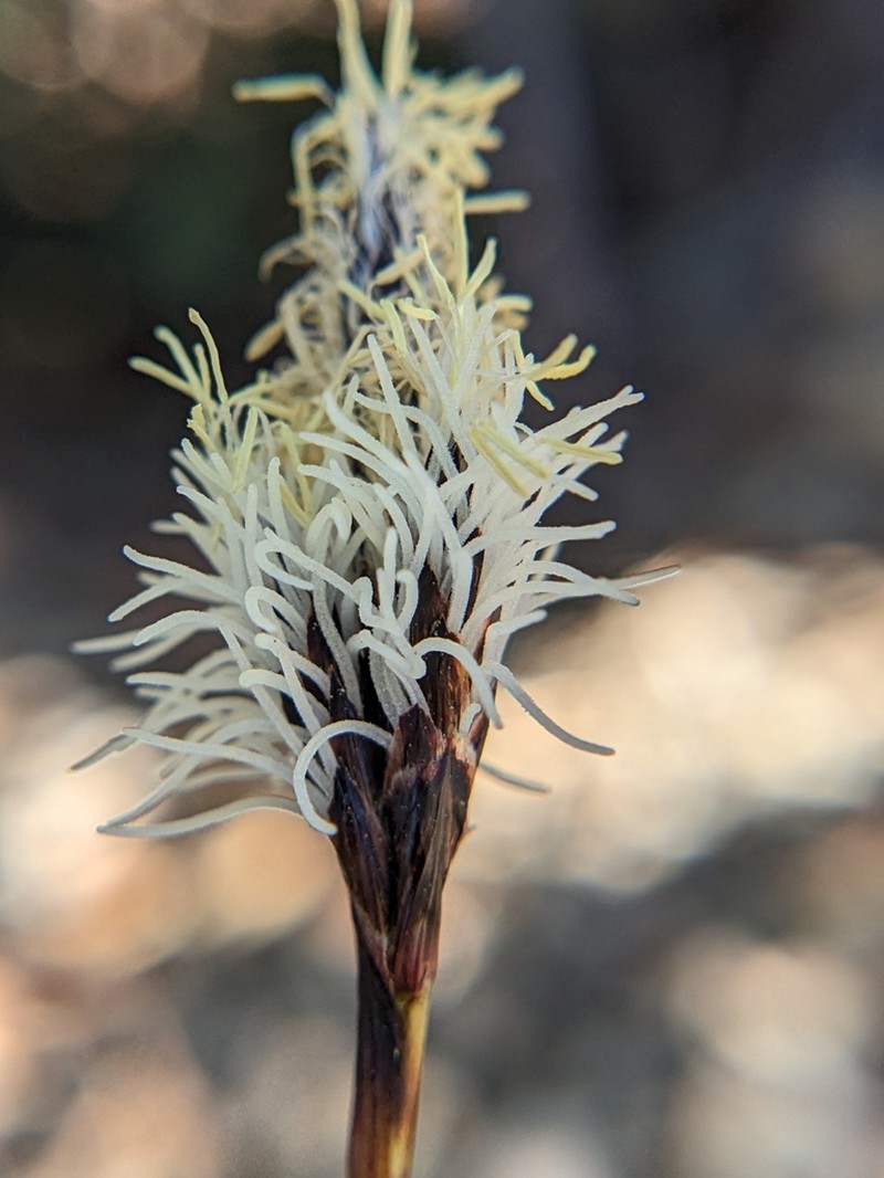 Northwestern Sedge photo 6