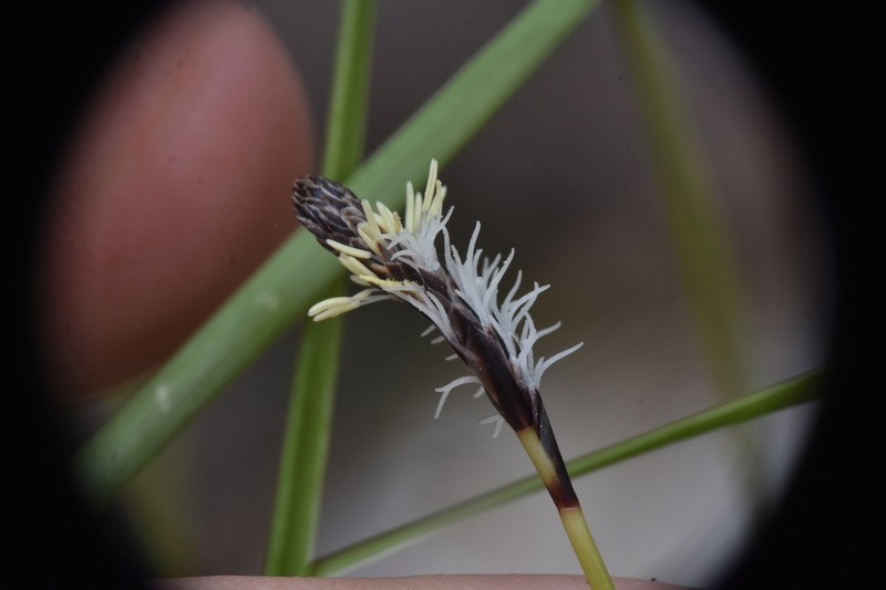 Northwestern Sedge photo 7