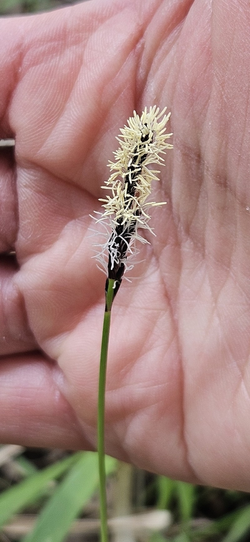 Northwestern Sedge photo 8