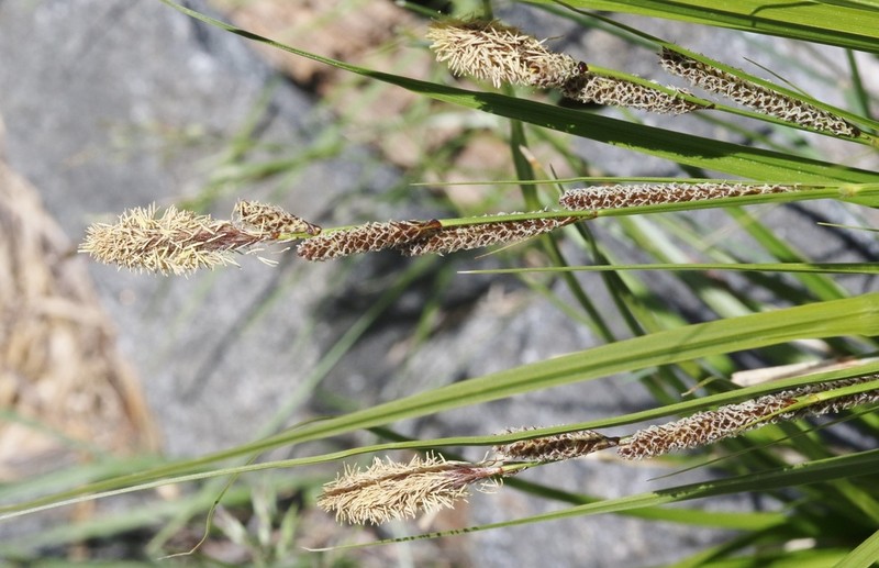Congdon's Sedge photo 2