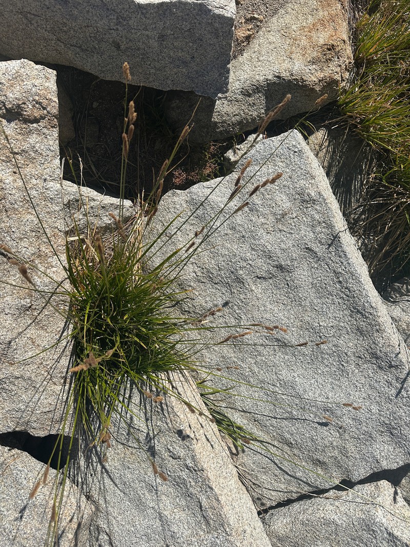Congdon's Sedge photo 3