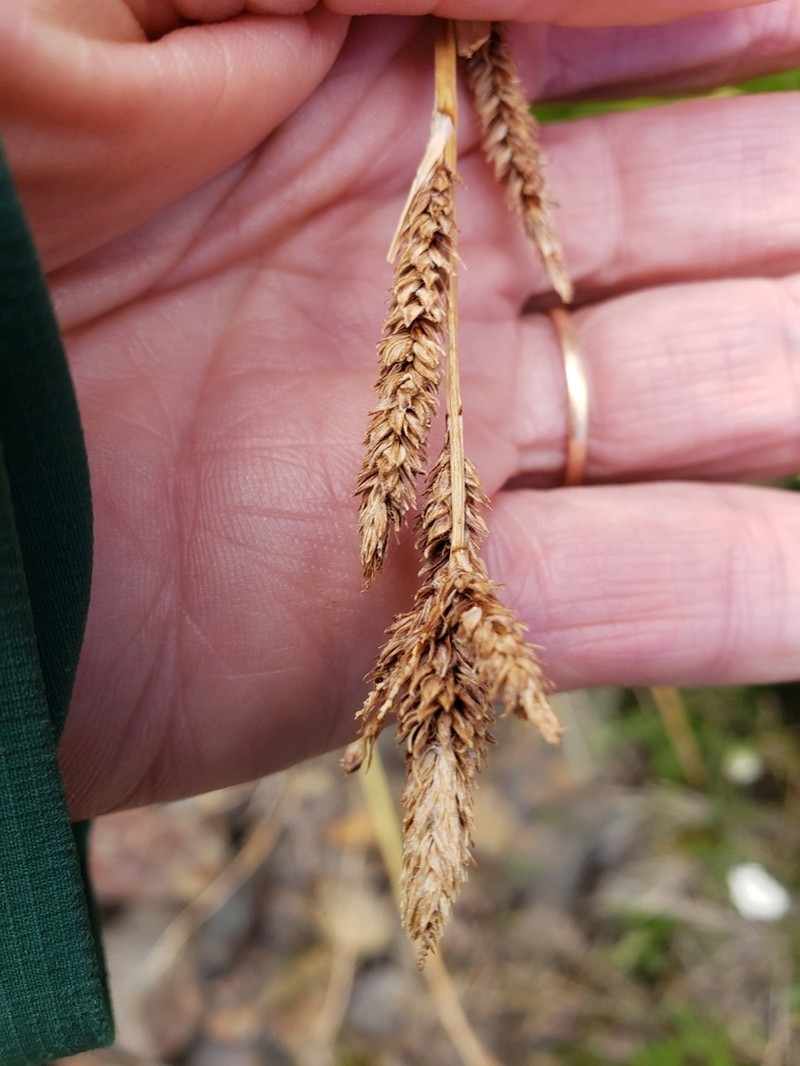 Congdon's Sedge photo 4