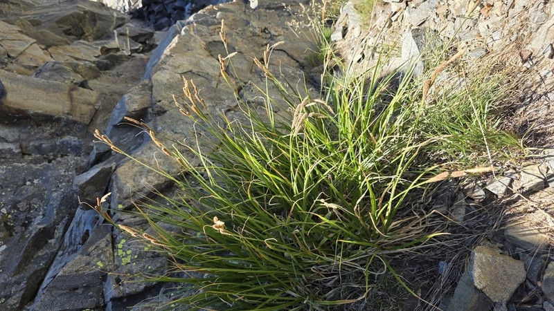 Congdon's Sedge photo 5