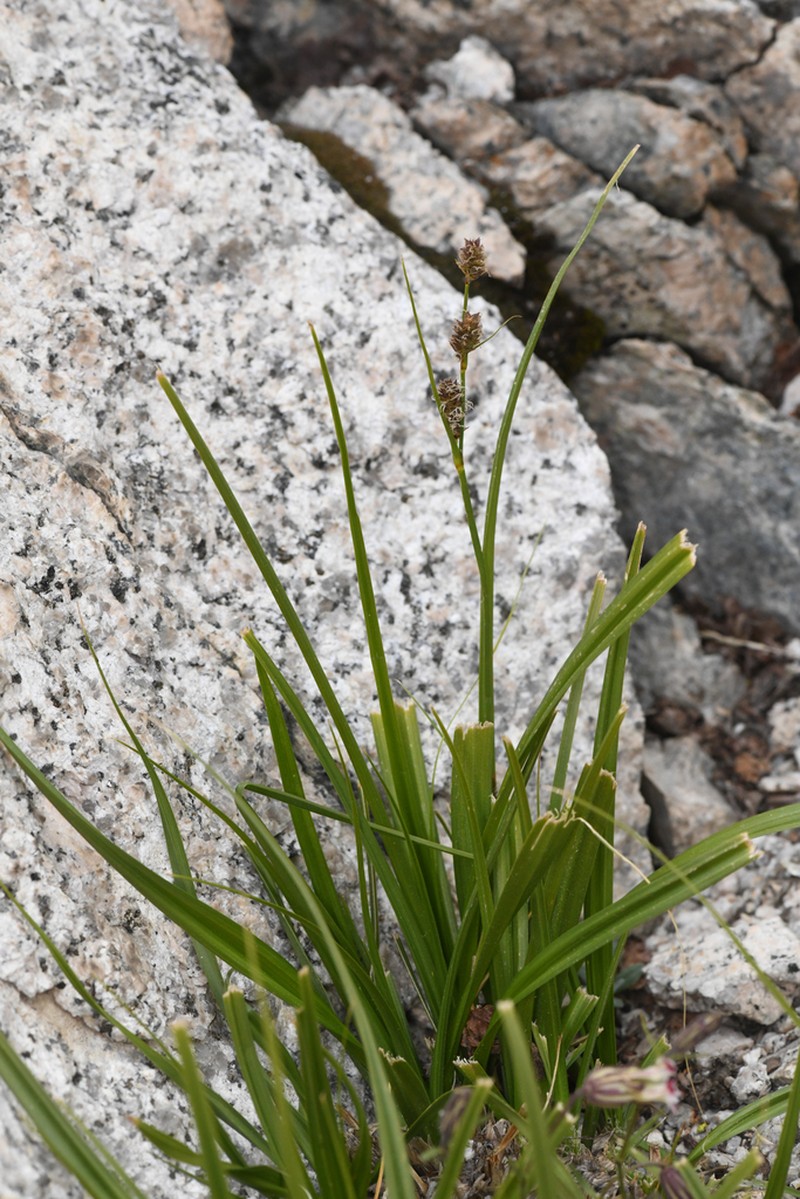 Congdon's Sedge photo 6