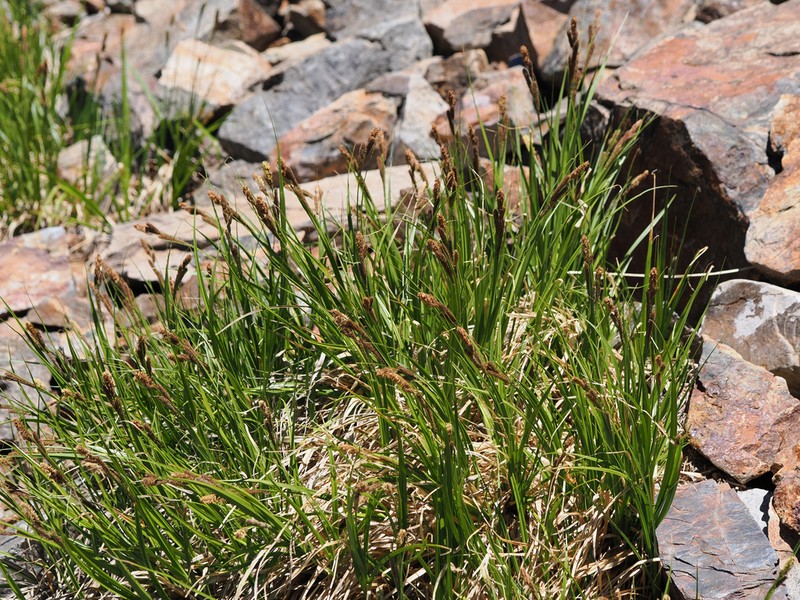 Congdon's Sedge photo 7