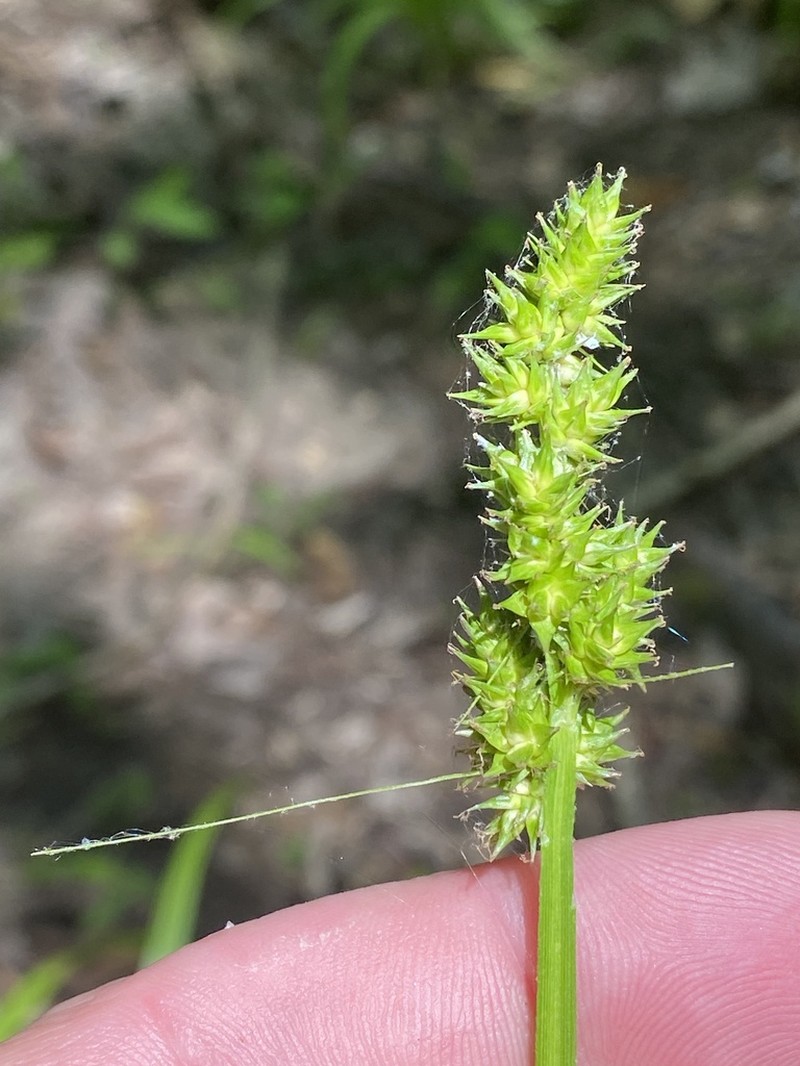 Soft Fox Sedge photo 3