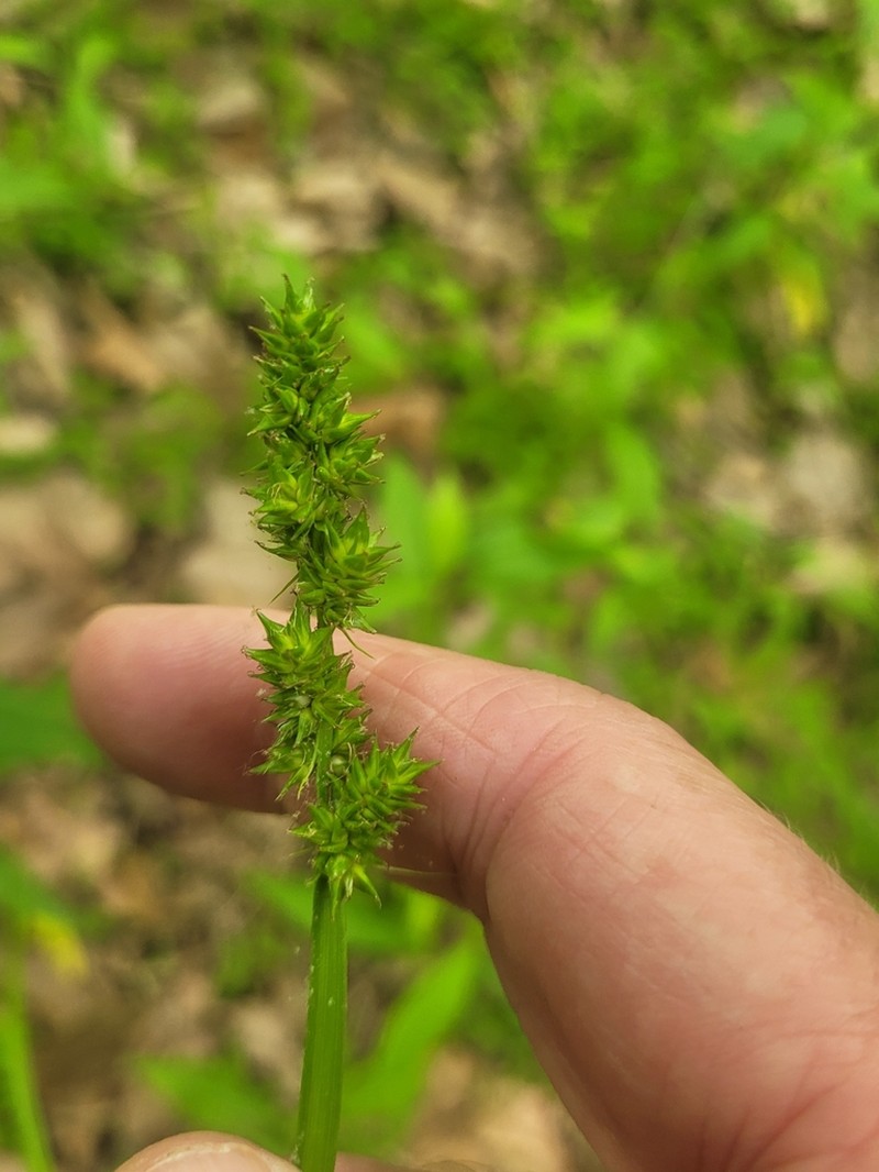 Soft Fox Sedge photo 4