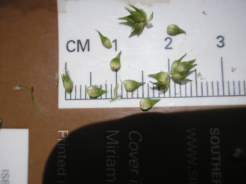 Soft Fox Sedge photo 6