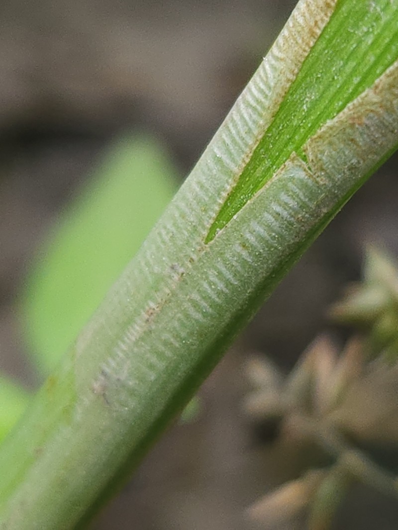 Soft Fox Sedge photo 7