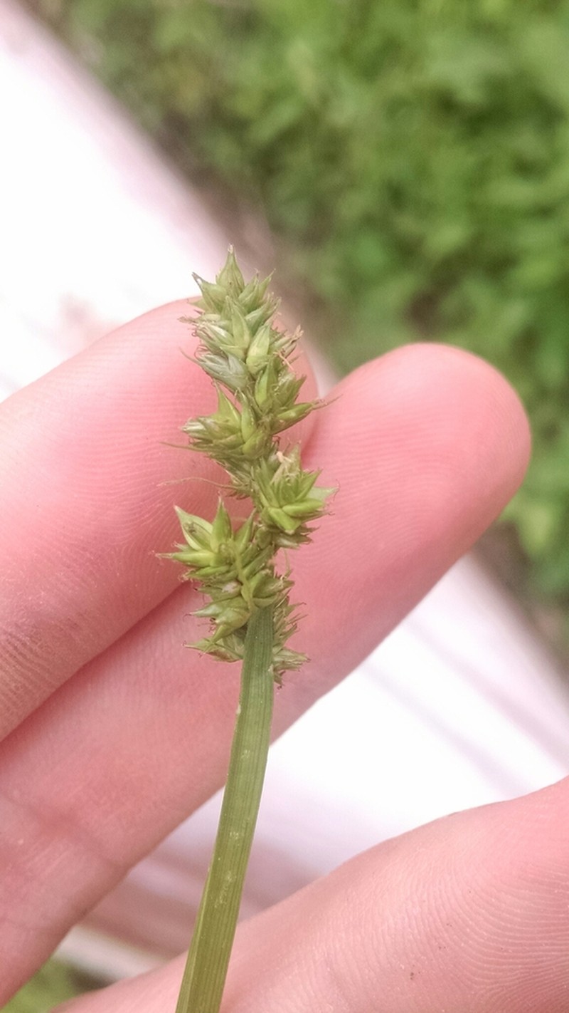 Soft Fox Sedge photo 8