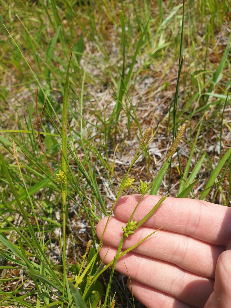 Openfield Sedge