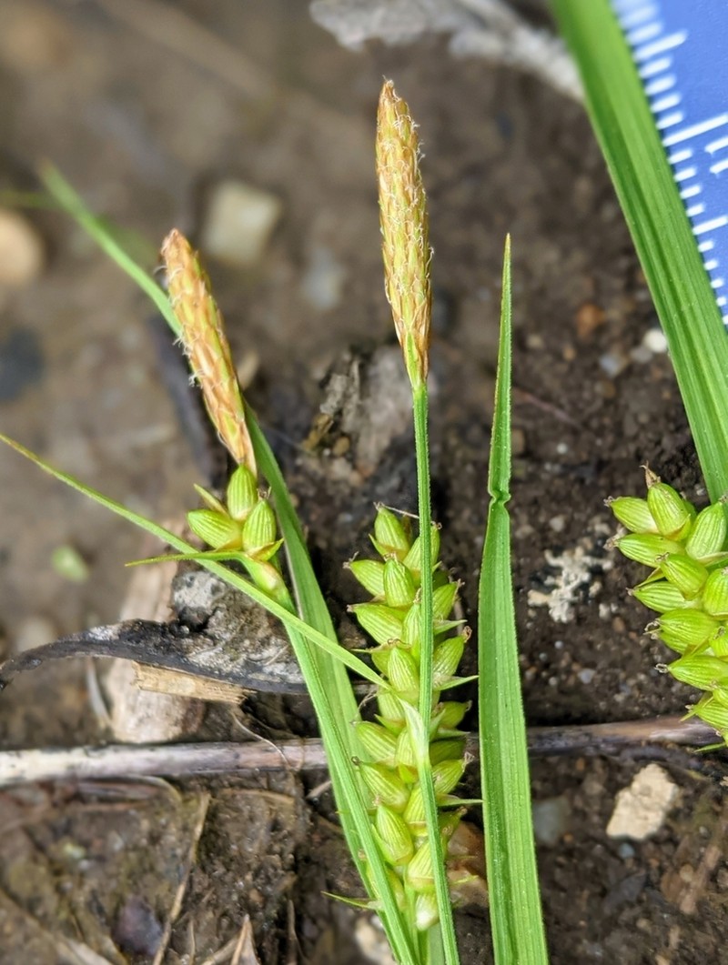 Openfield Sedge photo 3