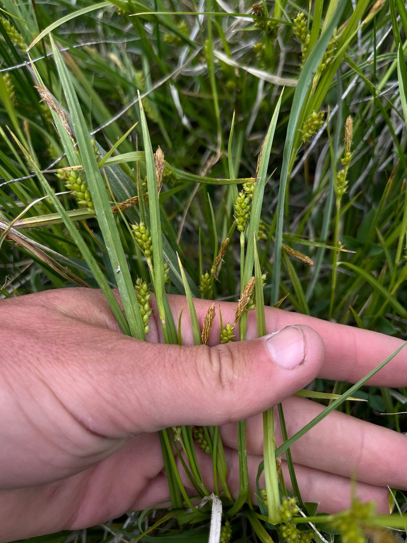 Openfield Sedge photo 4