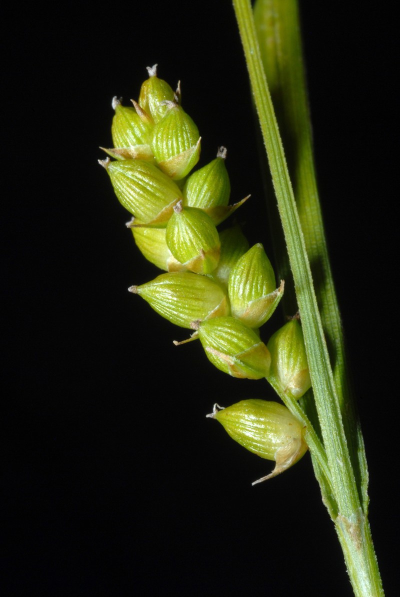 Openfield Sedge photo 5